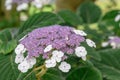 Bigleaf Hydrangea aspera ssp. sargentiana purple-blue flowers Royalty Free Stock Photo